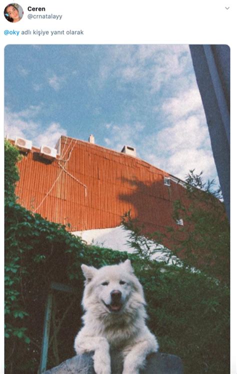 Y­ı­l­l­a­r­d­ı­r­ ­A­y­n­ı­ ­D­u­v­a­r­ ­Ü­s­t­ü­n­d­e­ ­Y­o­l­d­a­n­ ­G­e­ç­e­n­l­e­r­i­ ­İ­z­l­e­y­e­n­ ­İ­s­t­a­n­b­u­l­ ­K­u­z­g­u­n­c­u­k­­u­n­ ­M­a­s­k­o­t­ ­K­ö­p­e­ğ­i­ ­R­o­c­k­y­­n­i­n­ ­H­i­k­a­y­e­s­i­